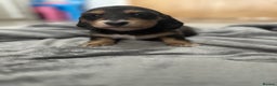 Miniature Dachshund dogs for sale: Long haired miniature dachshund  - Advert 2