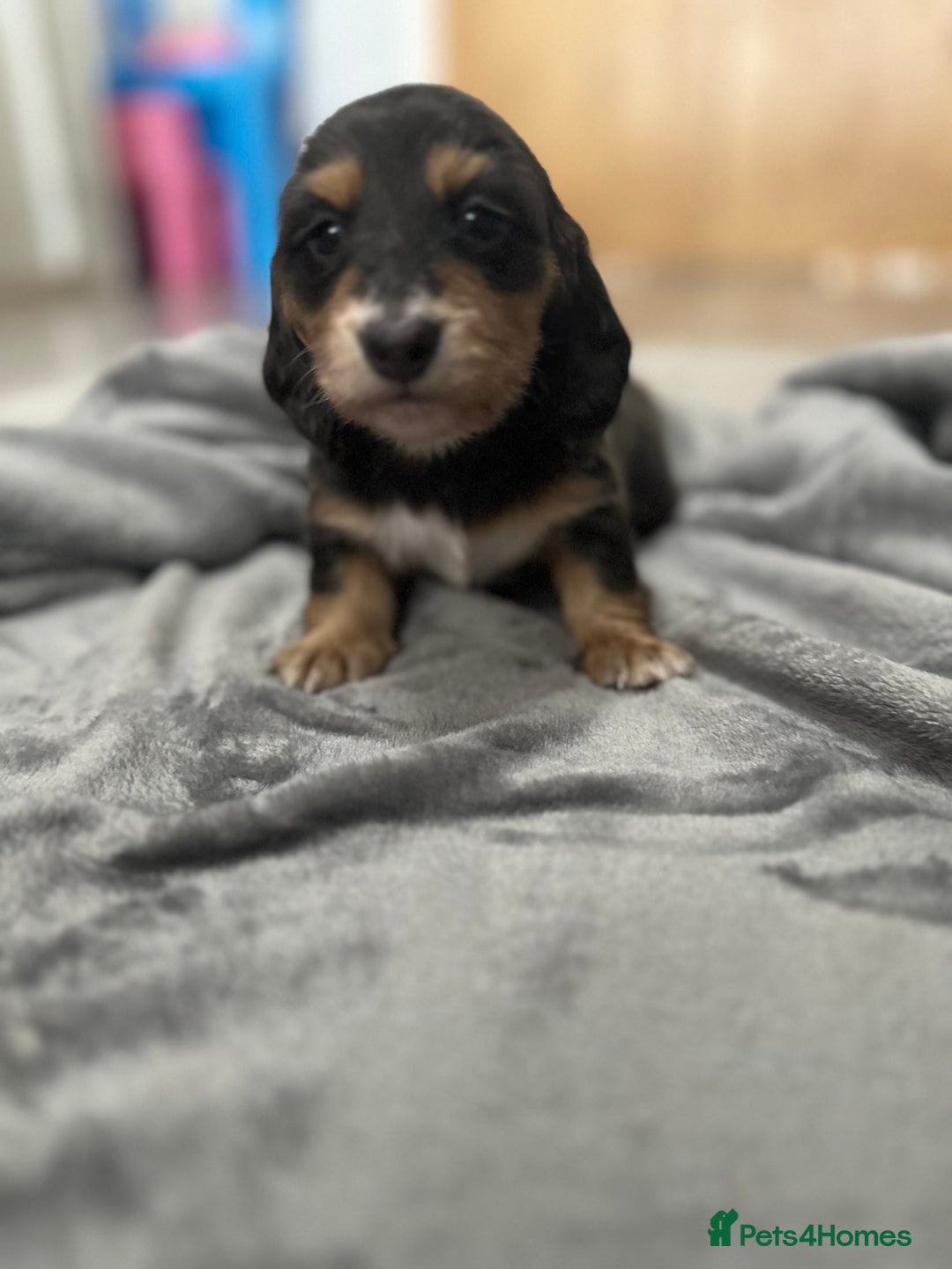 Miniature Dachshund dogs for sale: Long haired miniature dachshund  - Image 2