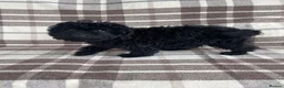 Labradoodle dogs for sale: Miniature labradoodle puppies - Advert 7