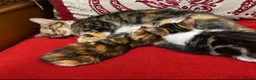 Mixed Breed cats for sale: Adorable factionate tabby boy needing a new home - Advert 5