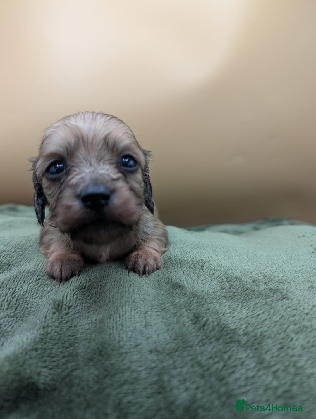 Miniature Dachshund dogs for sale: KC LONGHAIRED MINIATURE DACHSHUNDS  - Image 9