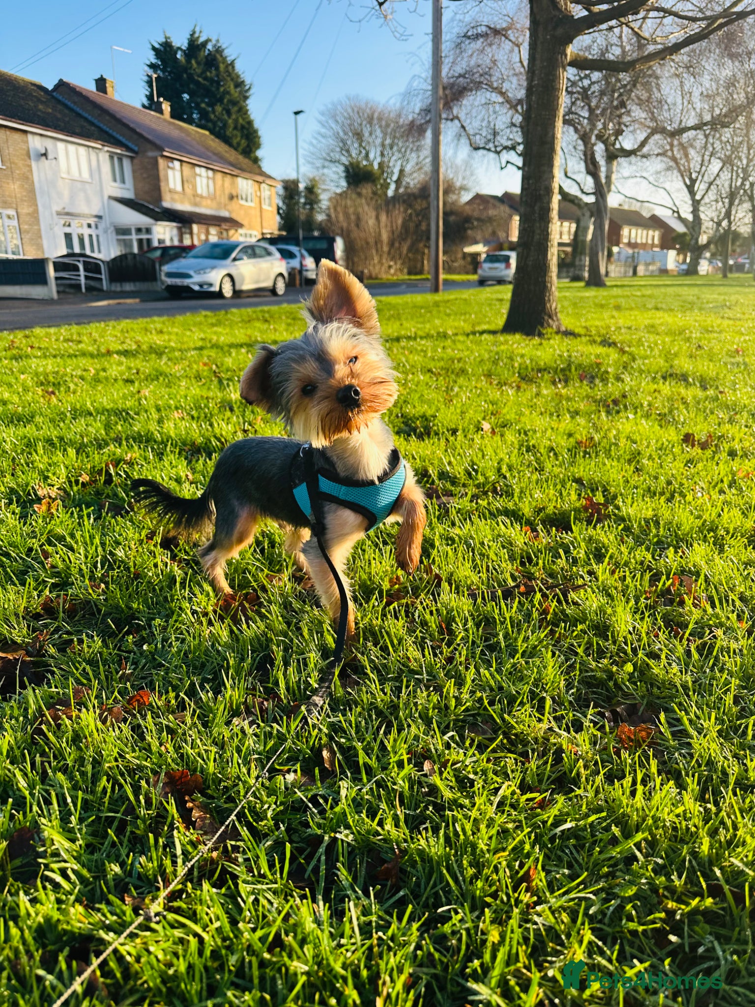 Yorkshire Terrier dogs Mr Boss - Advert 2