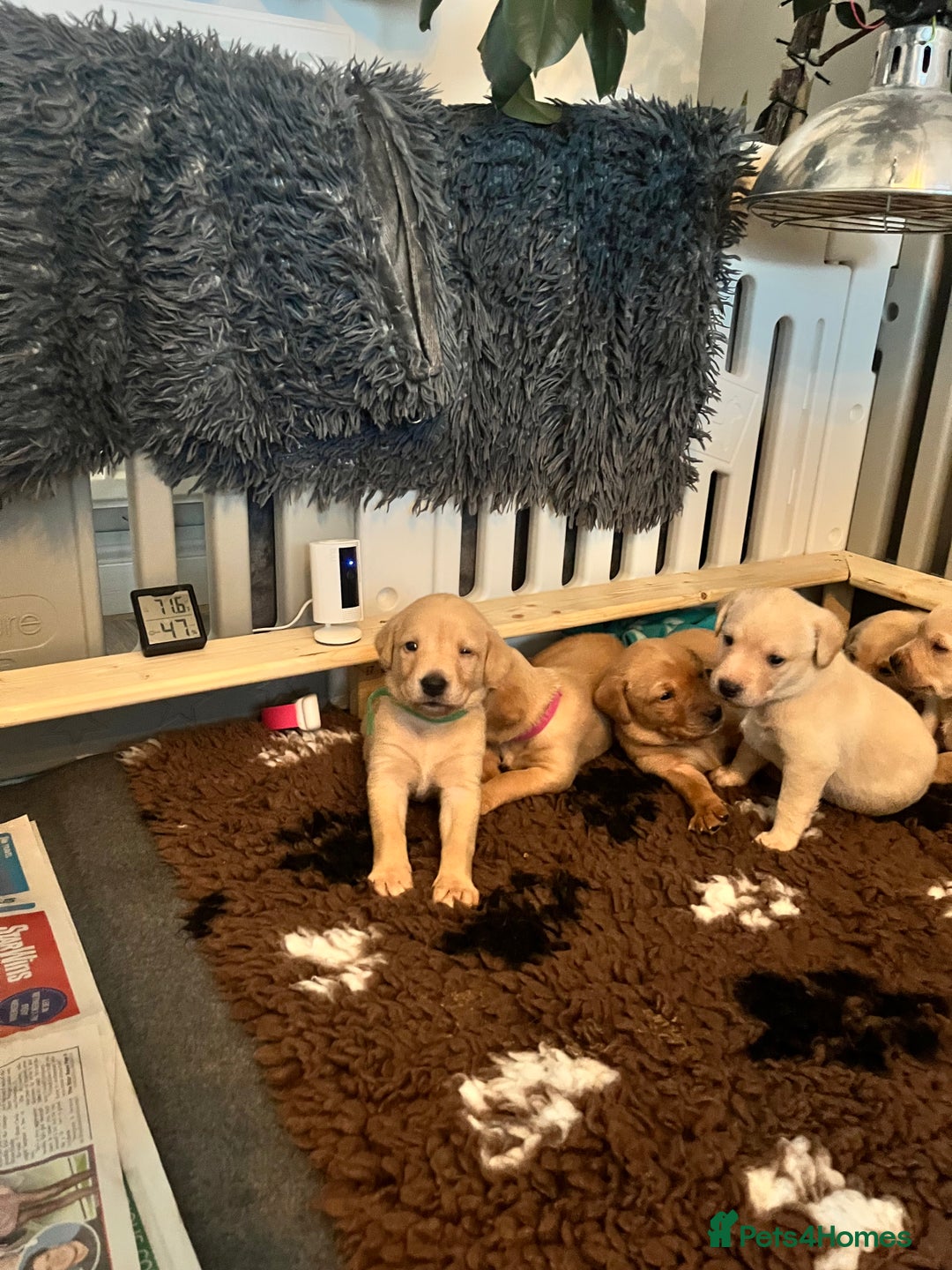 Labrador Retriever dogs for sale: Labrador Retriever Puppies for sale  - Advert 20