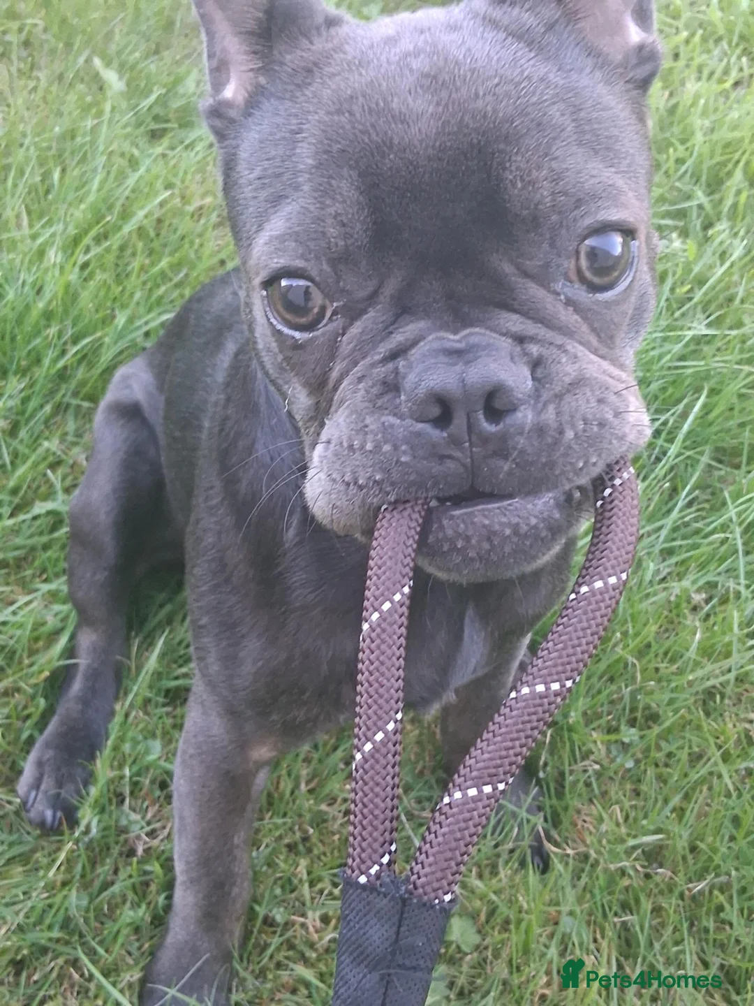 French Bulldog dogs for sale: Nacho - Advert 1