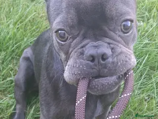French Bulldog dogs Nacho - Advert 3