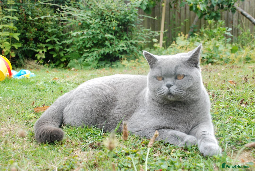 British Shorthair cats for sale: British Shorthair - Reluctant Sale - Advert 2