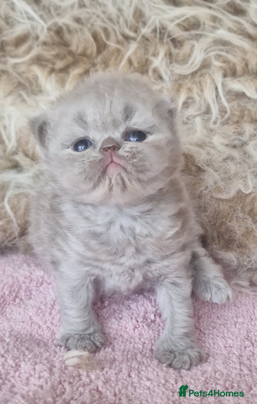 British Shorthair cats for sale: Tica registered British Shorthair kittens Champion - Image 16