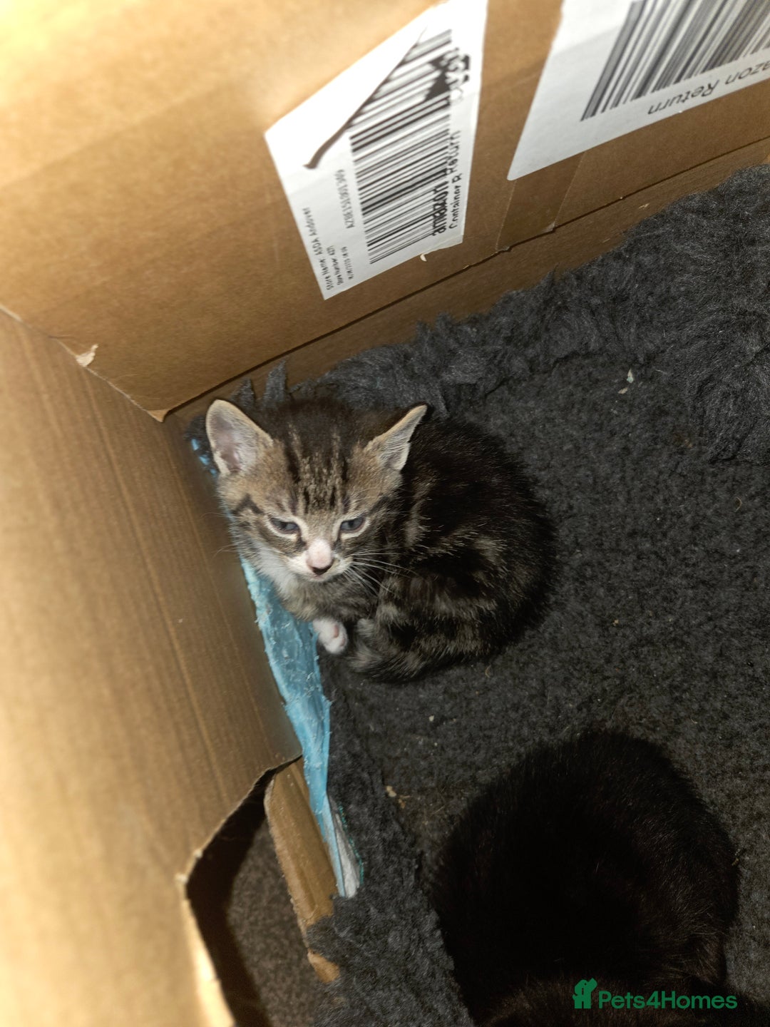 Mixed Breed cats for sale: 5 beautiful kittens - Advert 3