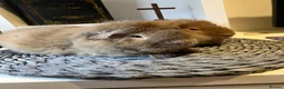 Guinea Pig rodents for sale: Two male guinea pigs  in Sandy - Advert 3