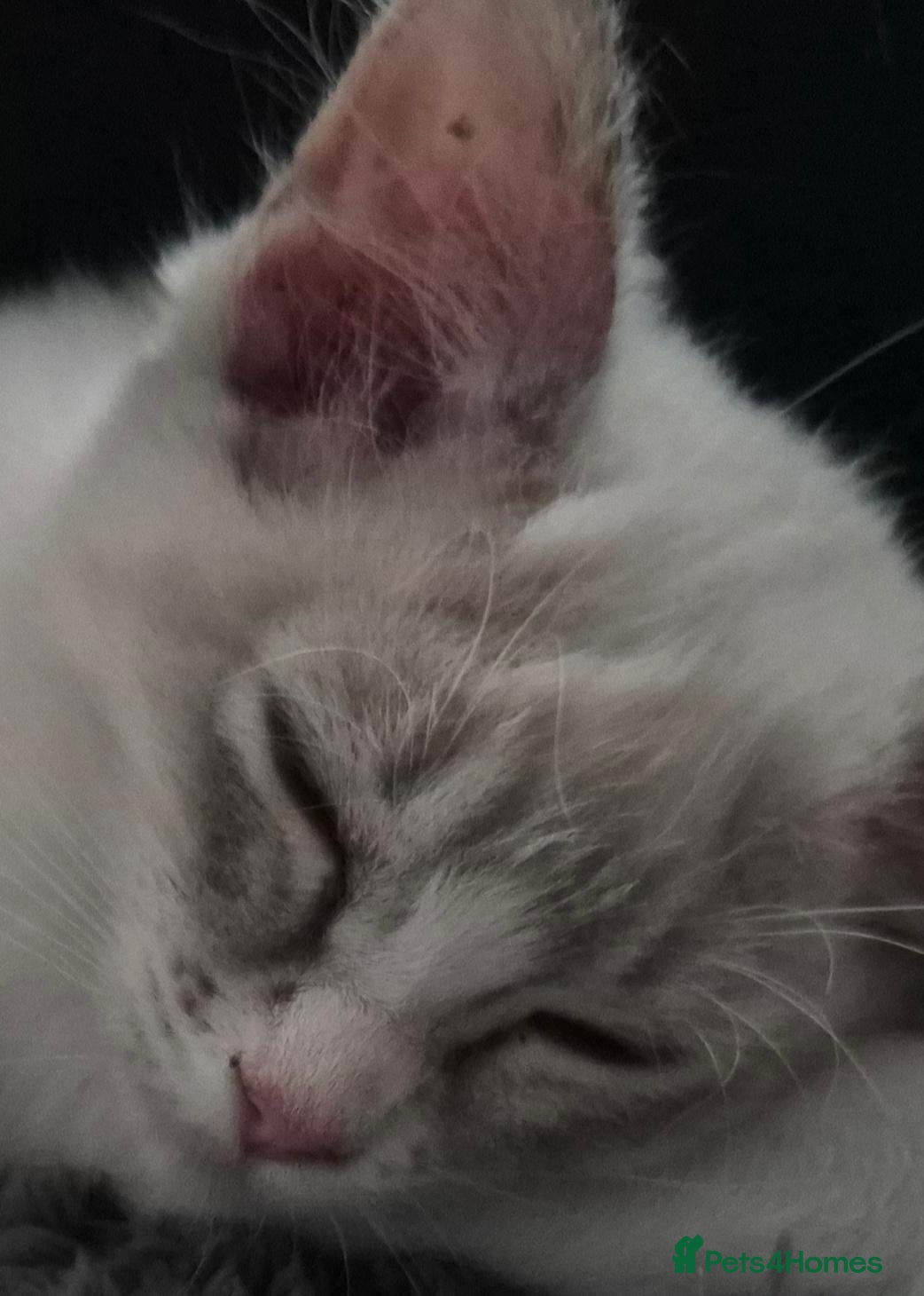 Ragdoll cats Gorgeous Ragdoll  - Advert 2