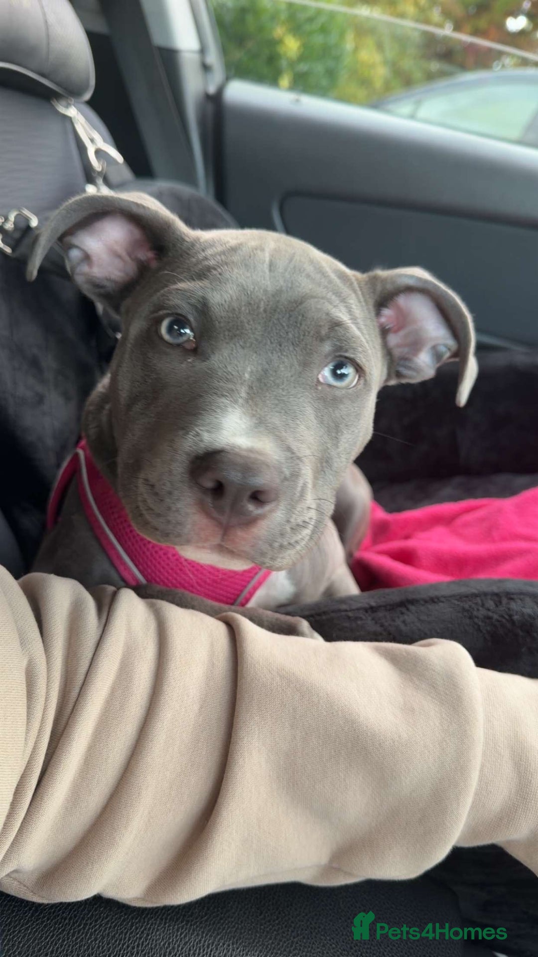 Mixed Breed dogs for sale: 6 Month female staffy for sale  - Advert 5