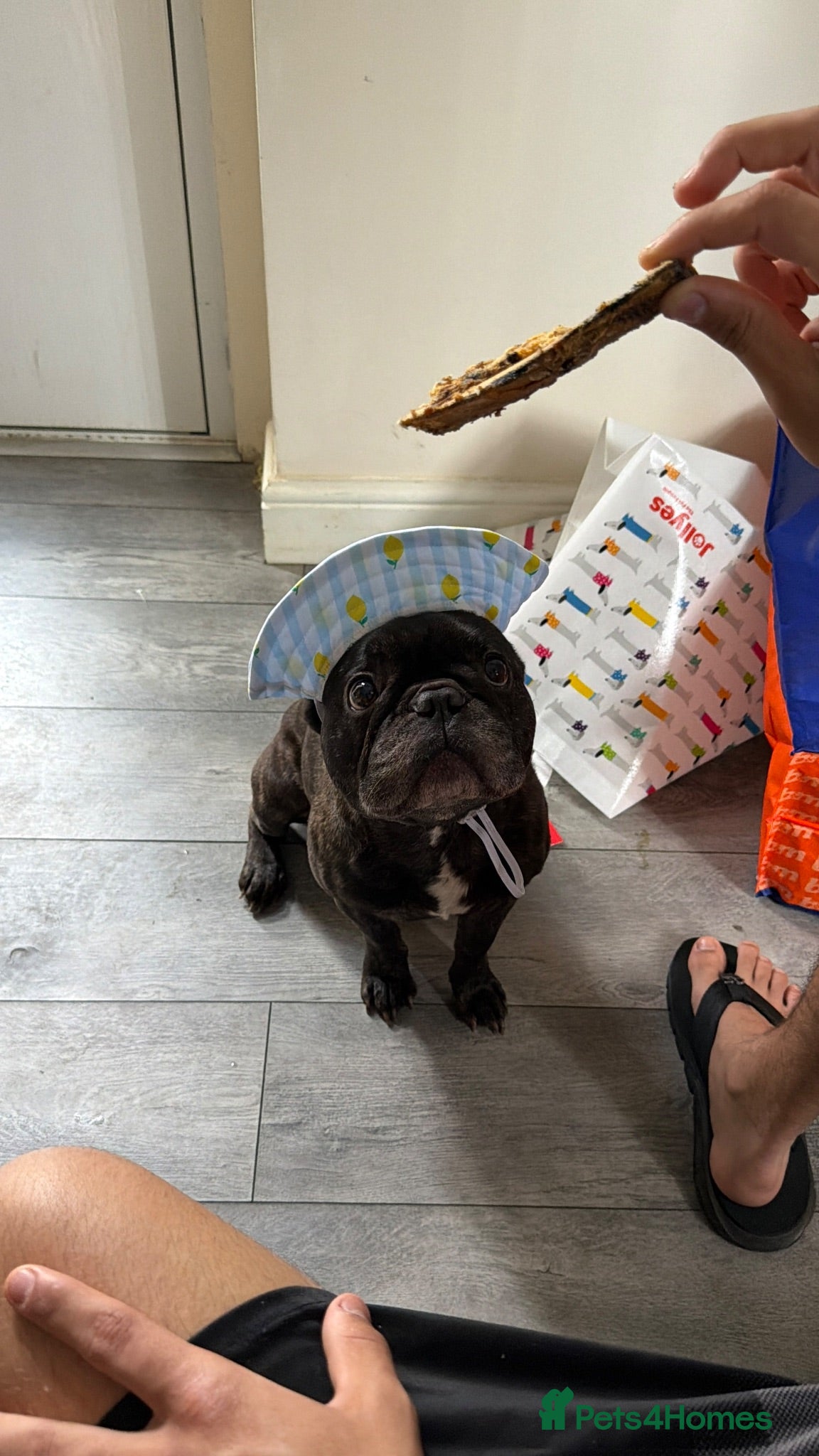 French Bulldog dogs New home for my baby  - Advert 1