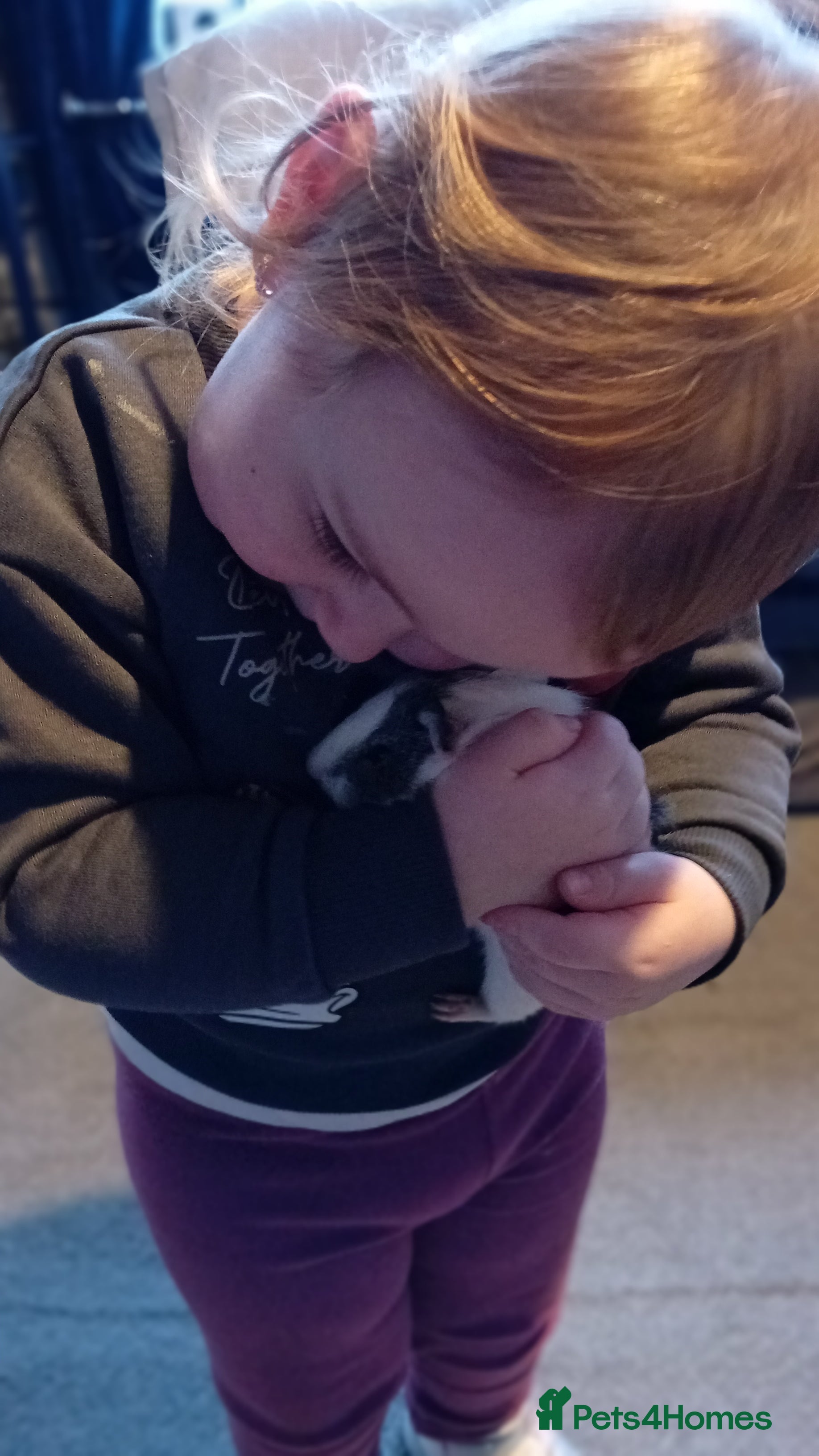 Guinea Pig rodents Baby Guinea pigs - Advert 15