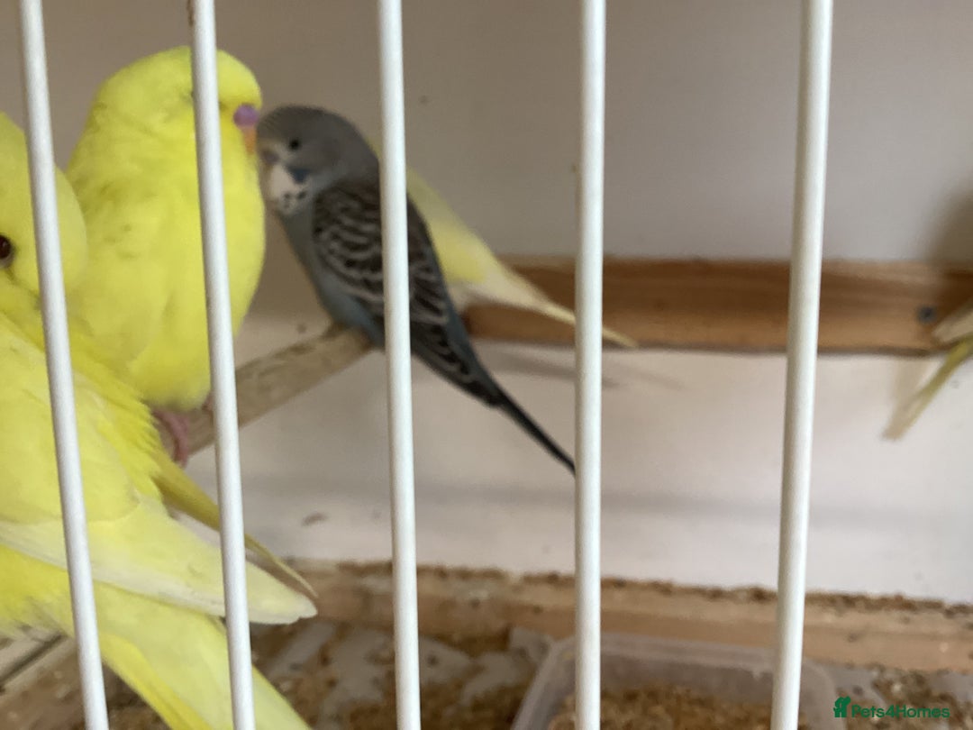 Budgerigars birds for sale: New baby budgies  - Advert 3