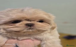 Shih Tzu dogs for sale: Outstanding Imperial Shih Tzu Pups - Image 14