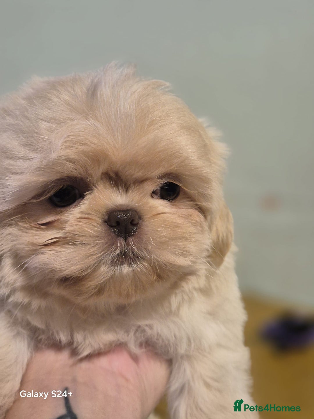 Shih Tzu dogs for sale: Outstanding Imperial Shih Tzu Pups - Image 14