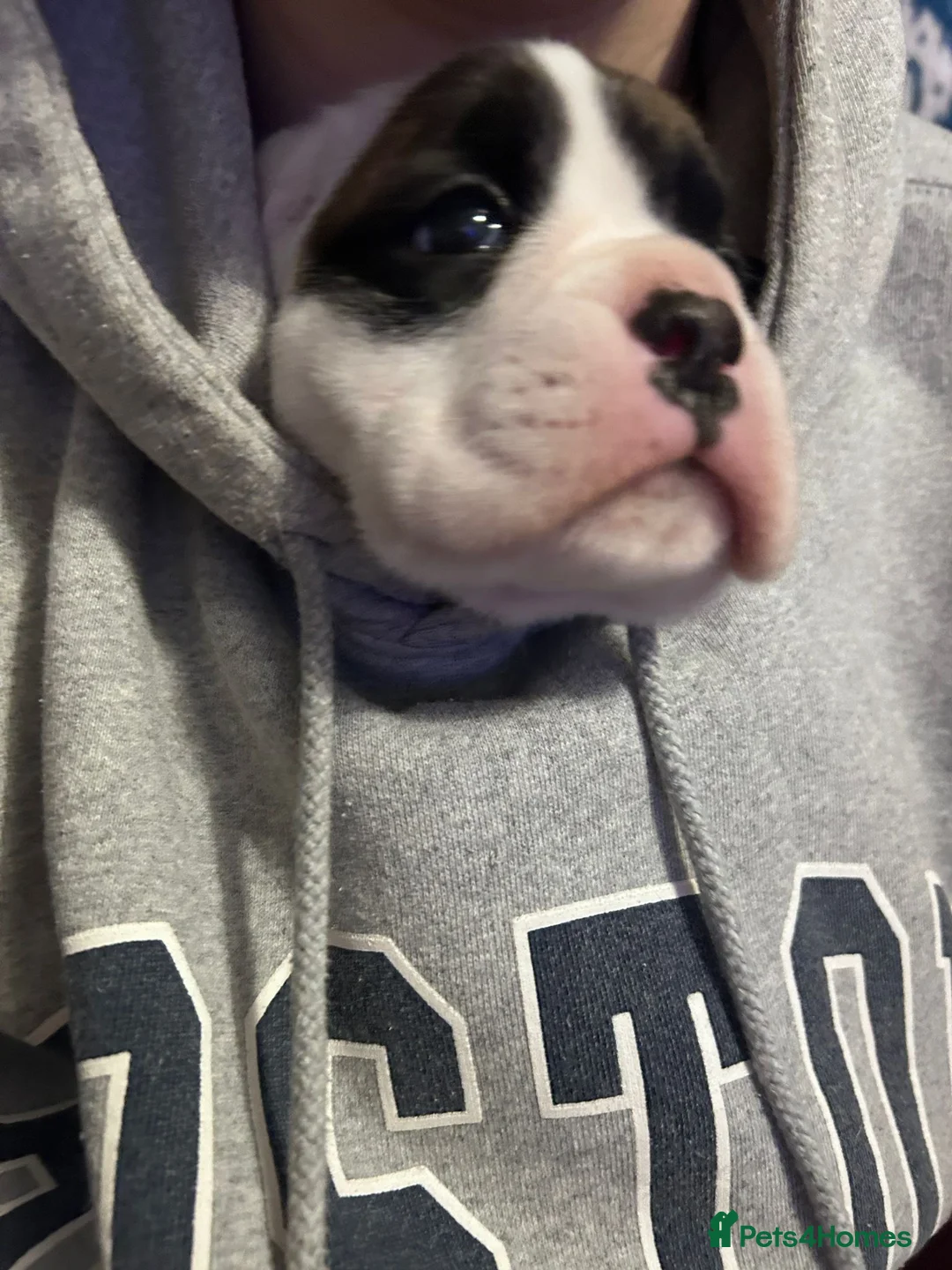 Boxer dogs for sale: Stunning White boy. - Advert 13