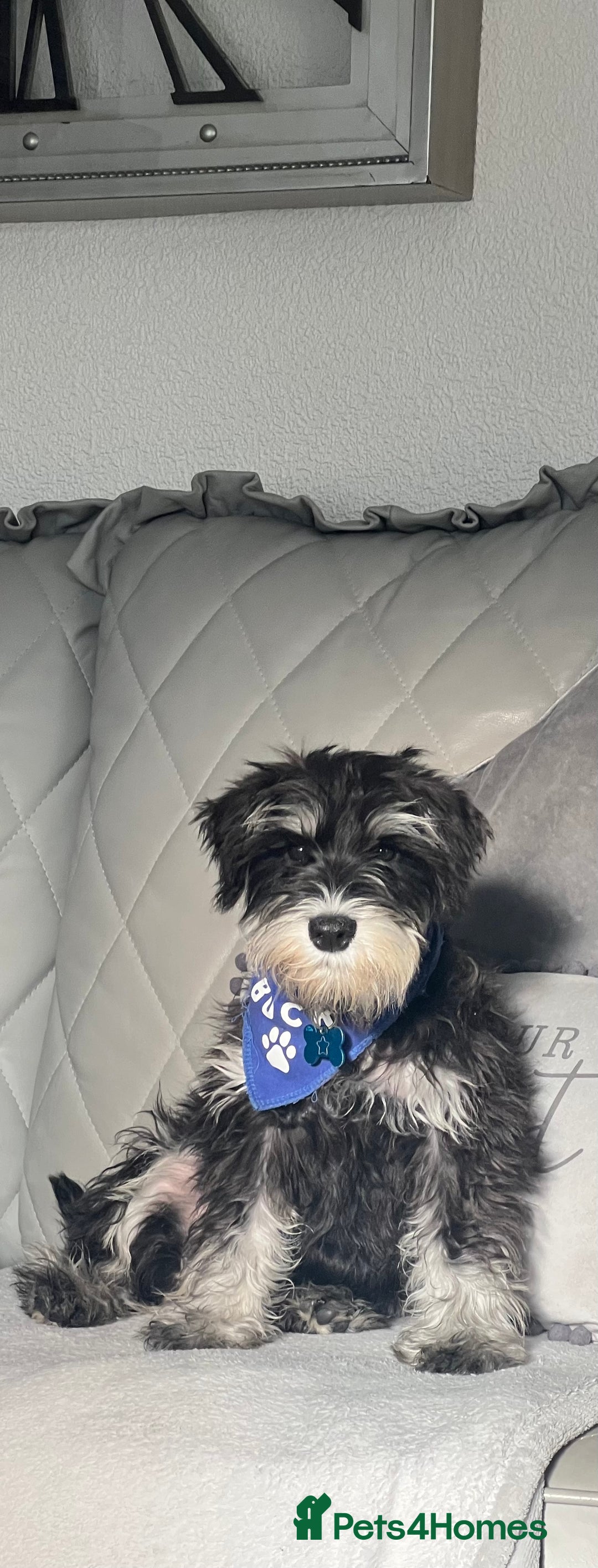 Miniature Schnauzer dogs for stud: 🐾🌟Miniature Schnauzer Stunning Stud 🌟🐾 - Advert 11