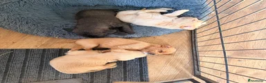 Mixed Breed 3