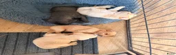 Mixed Breed dogs for sale: North Terry Cross by poodle - Advert 5