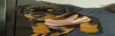 Rottweiler Puppy 1