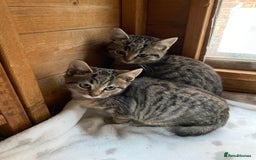 Bengal cats for sale: Bangalore x house cat - Advert 1