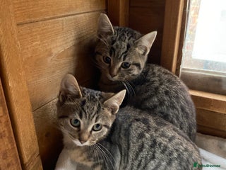 Bengal cats Bangalore x house cat - Advert 7