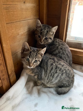 Bengal cats Bangalore x house cat - Advert 1