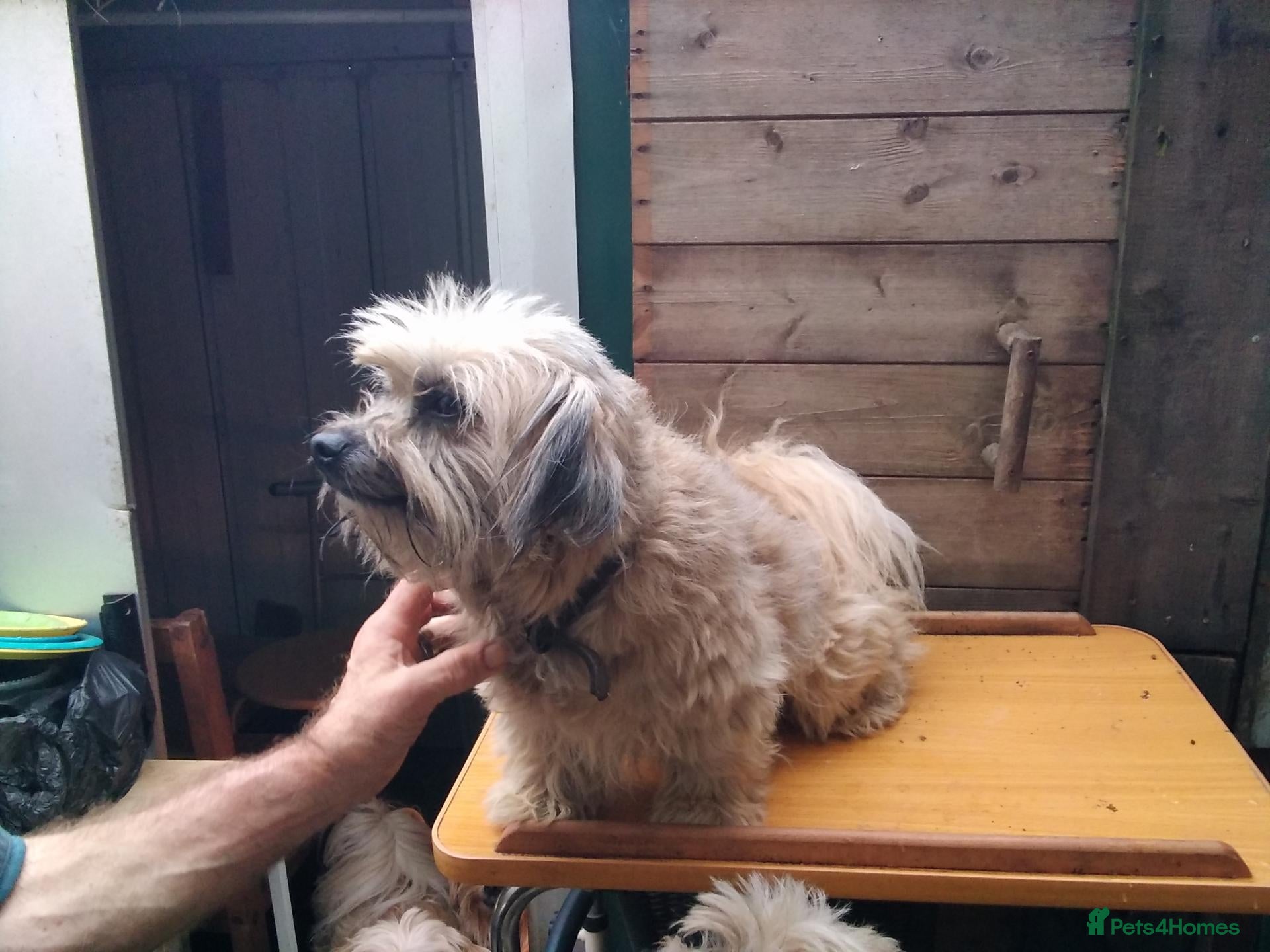 Mixed Breed dogs Unusual maltispitz seeking loving home - Advert 9