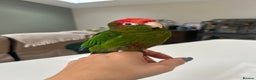 Conures birds for sale: Rose Crowned Conure ‘hand reared’  - Advert 1