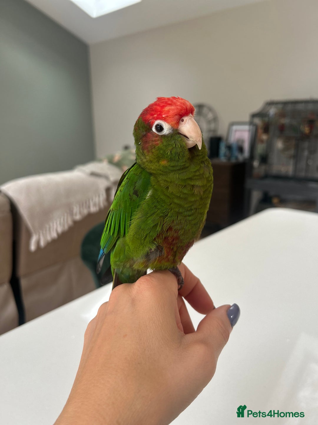 Conures birds for sale: Rose Crowned Conure ‘hand reared’  - Advert 1