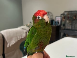 Conures birds Rose Crowned Conure ‘hand reared’ - Advert 2