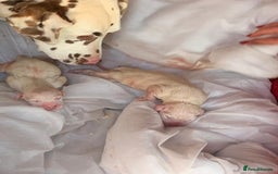Dalmatian dogs for stud: Kc Baer tested studs available proven in Bedford - Image 12