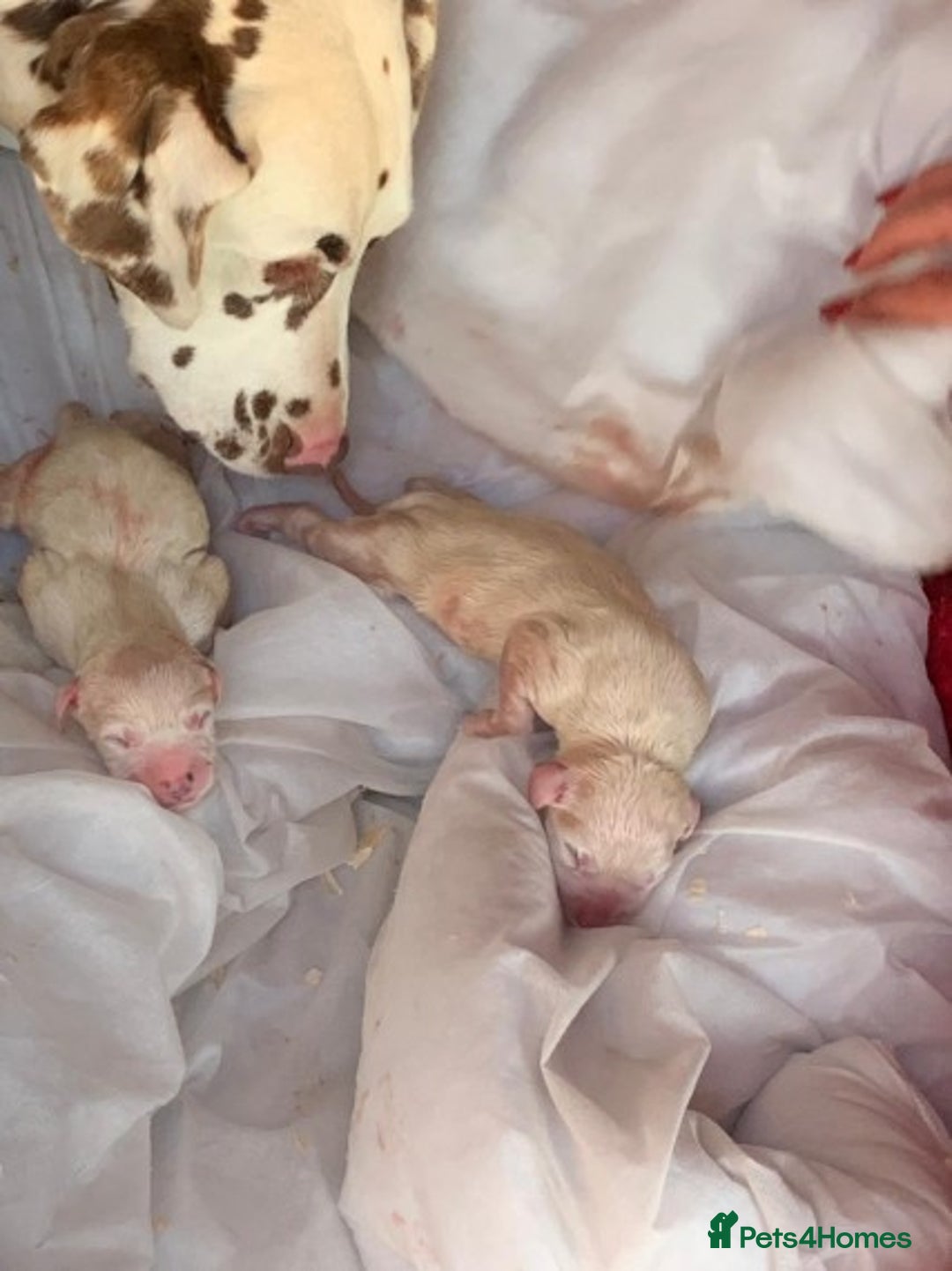 Dalmatian dogs for stud: Kc Baer tested studs available proven in Bedford - Image 12