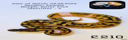Python Snake reptiles for sale: Ball Pythons for Sale - Advert 5