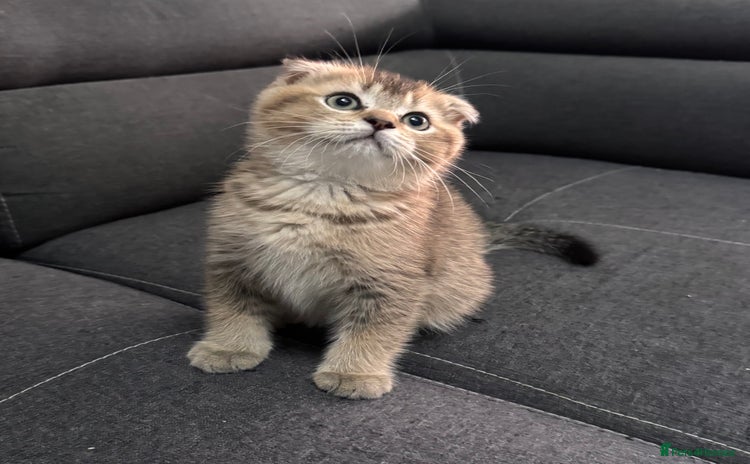 Scottish Fold cats - Advert 8