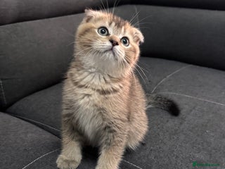 Scottish Fold cats - Advert 14