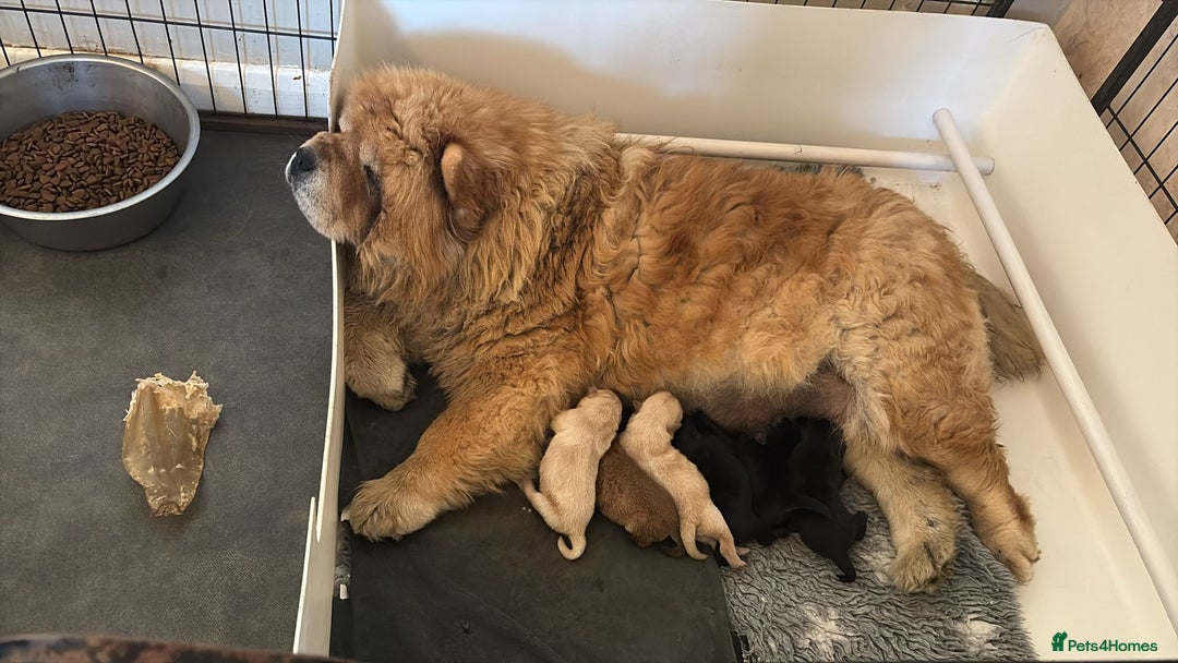 Chow Chow dogs for sale: KC REG CHOW CHOW PUPPIES - Image 15