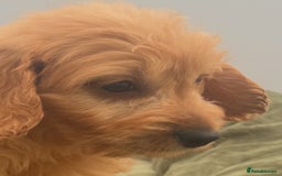 Goldendoodle dogs for sale: Healthy waggy happy puppies  - Image 12