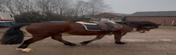 Welsh Section D horses for sale: Beautiful Welsh d gelding rising 4 - Advert 4