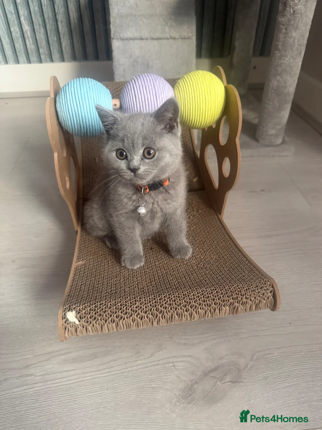 British Shorthair cats for sale: Beautiful kitten looking for a loving home  in Rugby - Advert 8