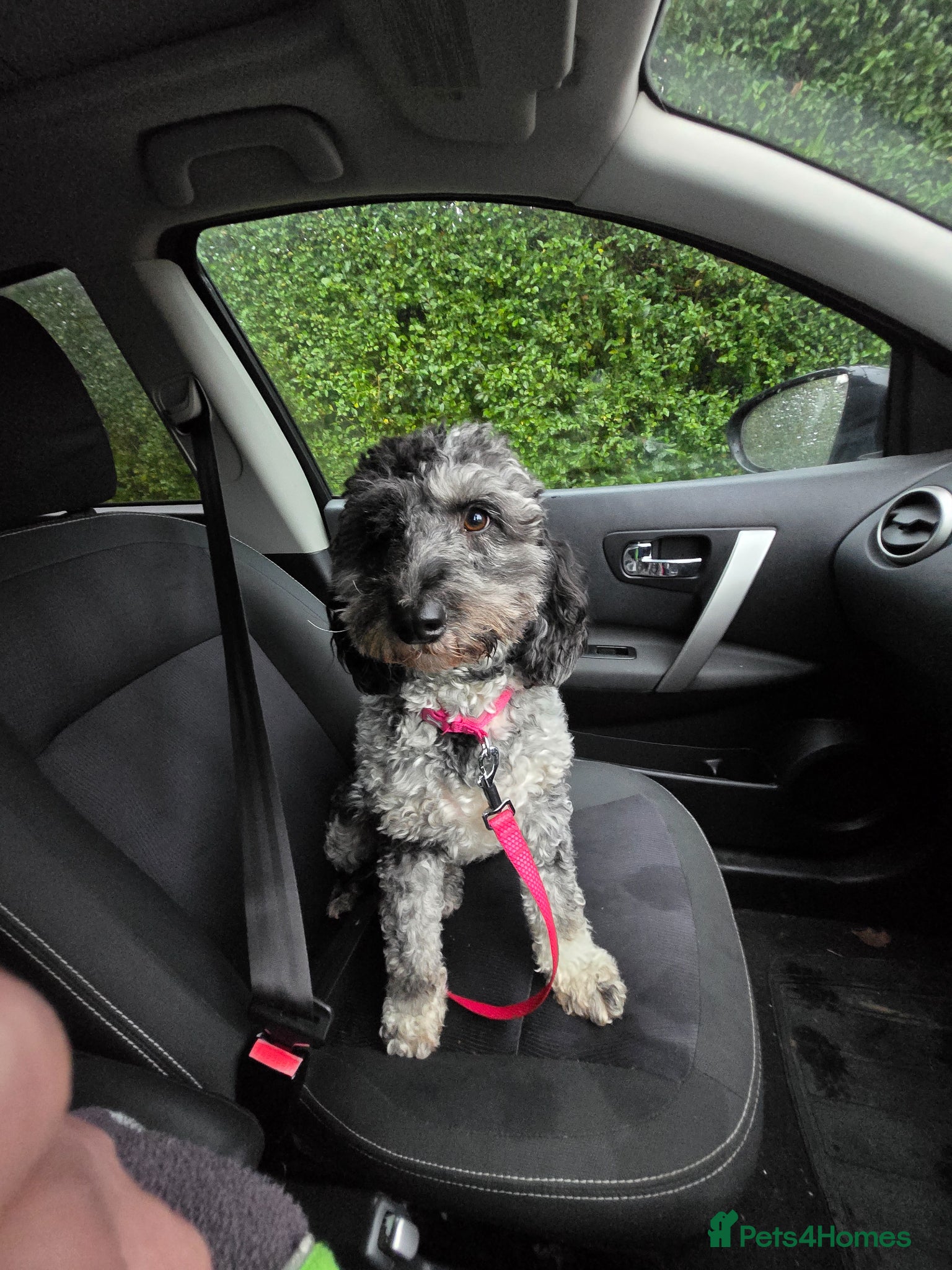 Cockapoo dogs Wanted stud for my cockerpoo - Advert 3