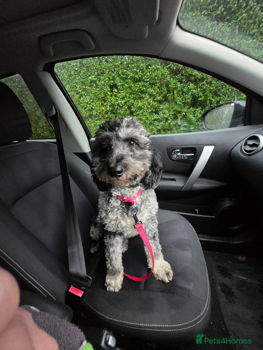 Cockapoo dogs for stud: Wanted stud for my cockerpoo in Grimsby - Advert 1