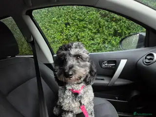 Cockapoo dogs Wanted stud for my cockerpoo - Advert 3