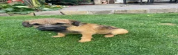 Border Terrier dogs for sale: 1 border terrier girl in Wrexham - Advert 4