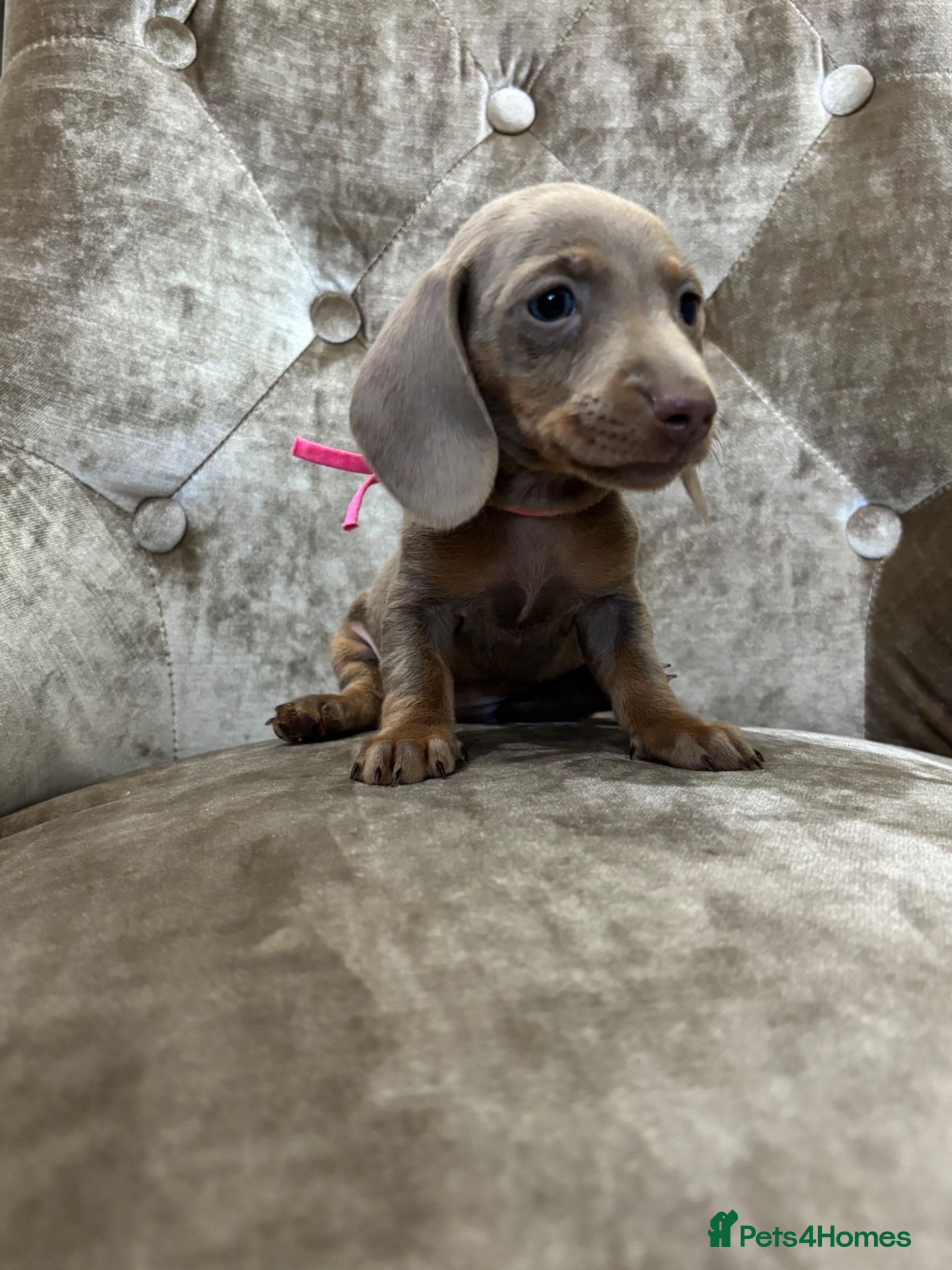 Miniature Dachshund dogs Miniature dachshunds  - Advert 2