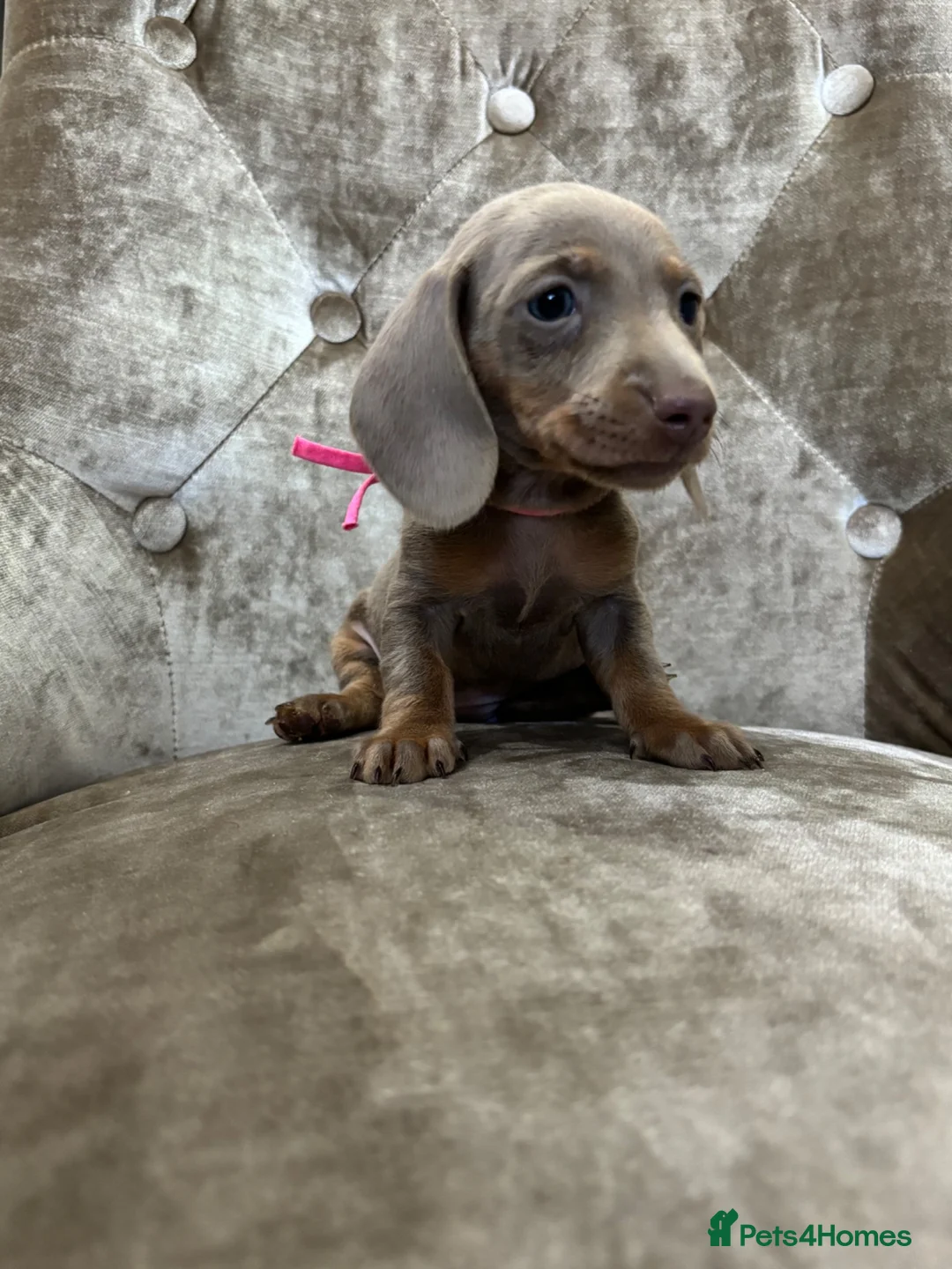 Miniature Dachshund dogs for sale: Miniature dachshunds  in Runcorn - Advert 2