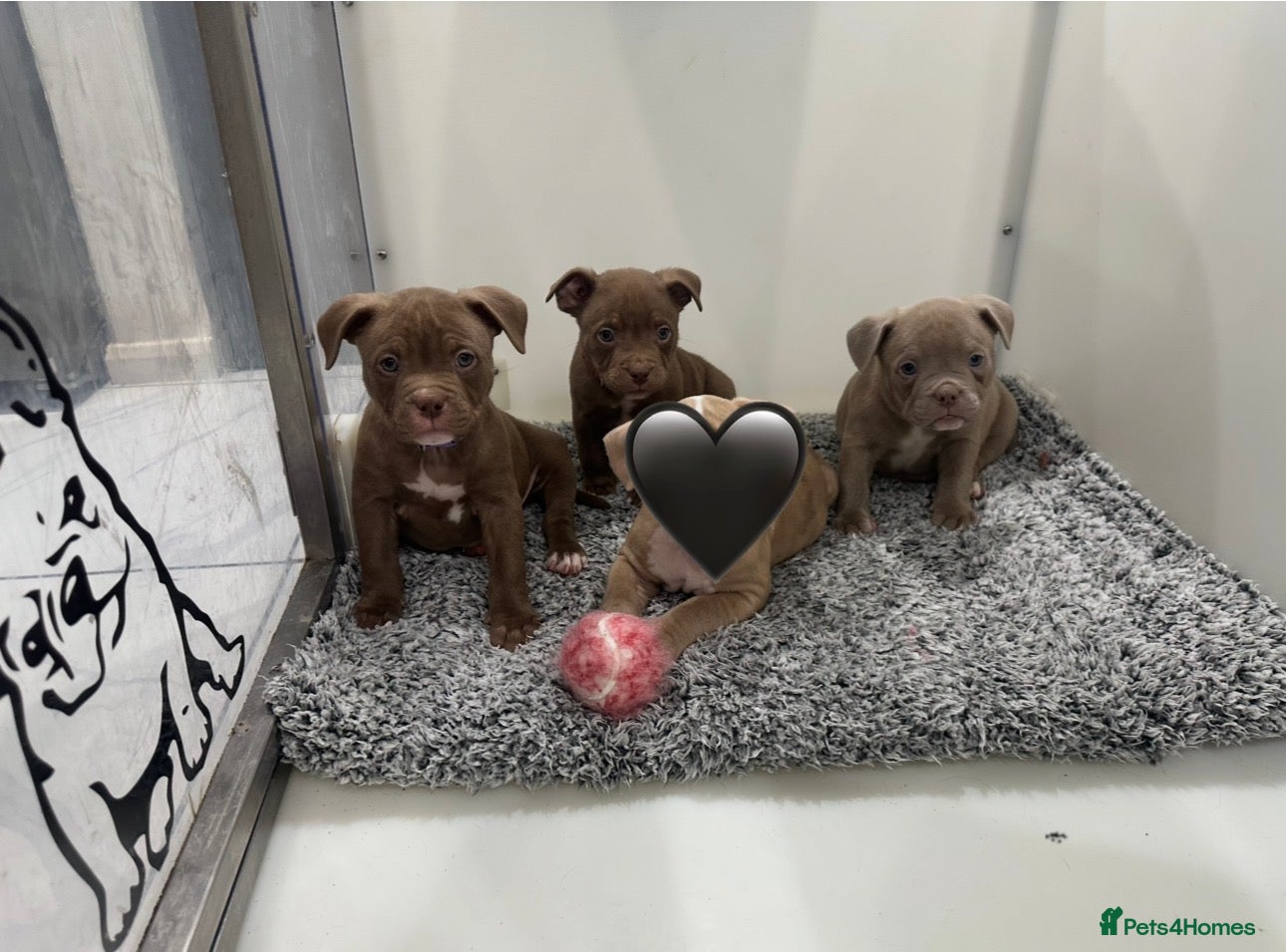 American Bully dogs Last 2 ABKC POCKET BULLYS IMPORT BLOODLINES - Advert 5
