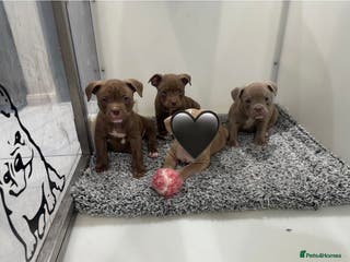 American Bully dogs Last 2 ABKC POCKET BULLYS IMPORT BLOODLINES - Advert 5