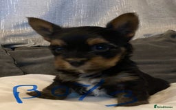 Mixed Breed dogs for sale: Biewer Yorkshire Terrier puppies for sale - Image 7